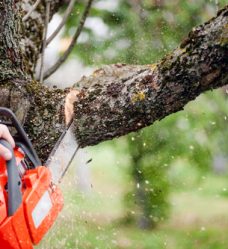 The Ins And Outs Of Tree Cutting
